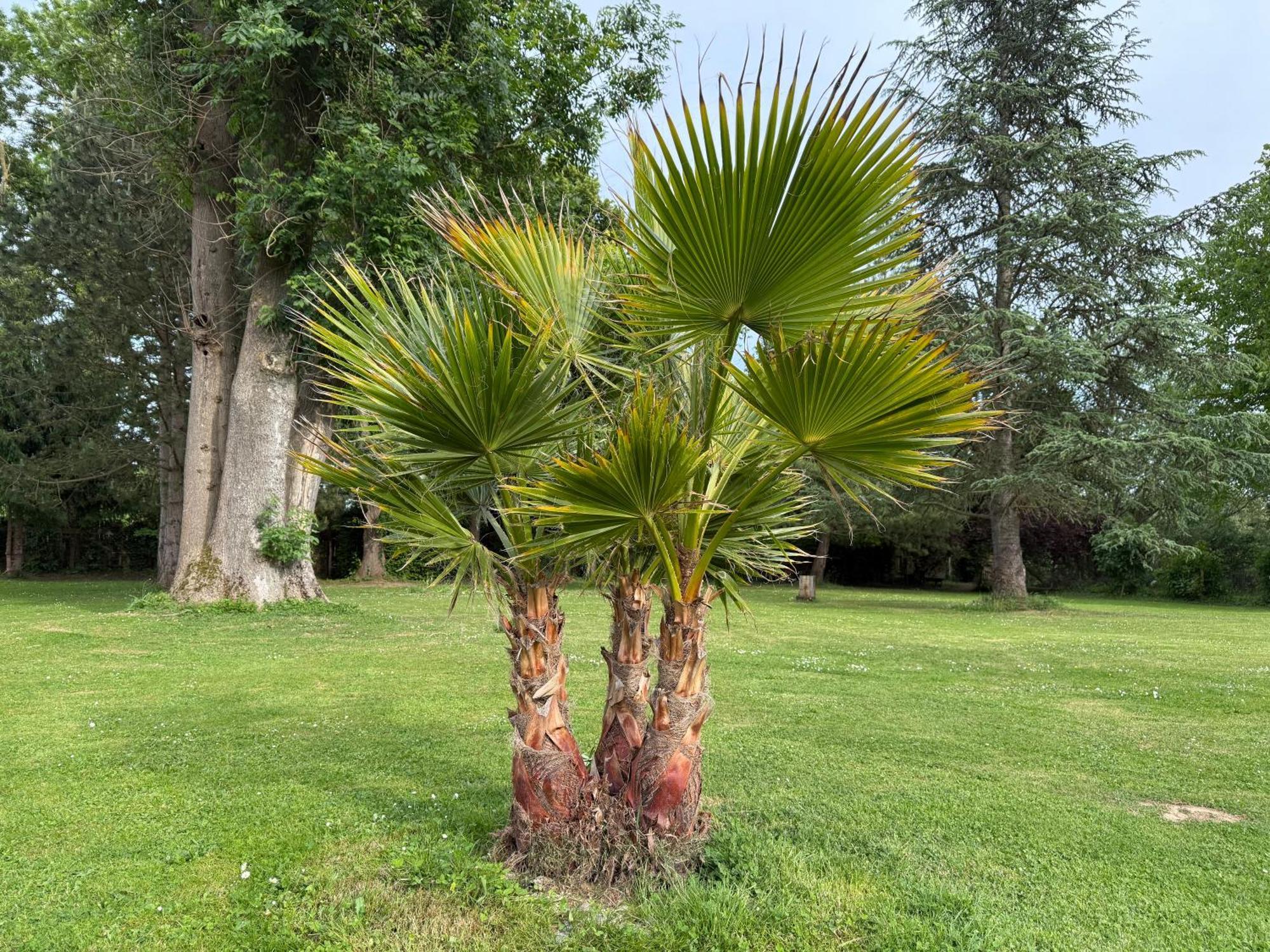 Appartement Familial Au Bord De La Marne, Jardin 8000M2, Piscine, Court De Tennis, Terrasse, Parking Gratuit Proche Disneyland Isles-les-Villenoy Exterior photo